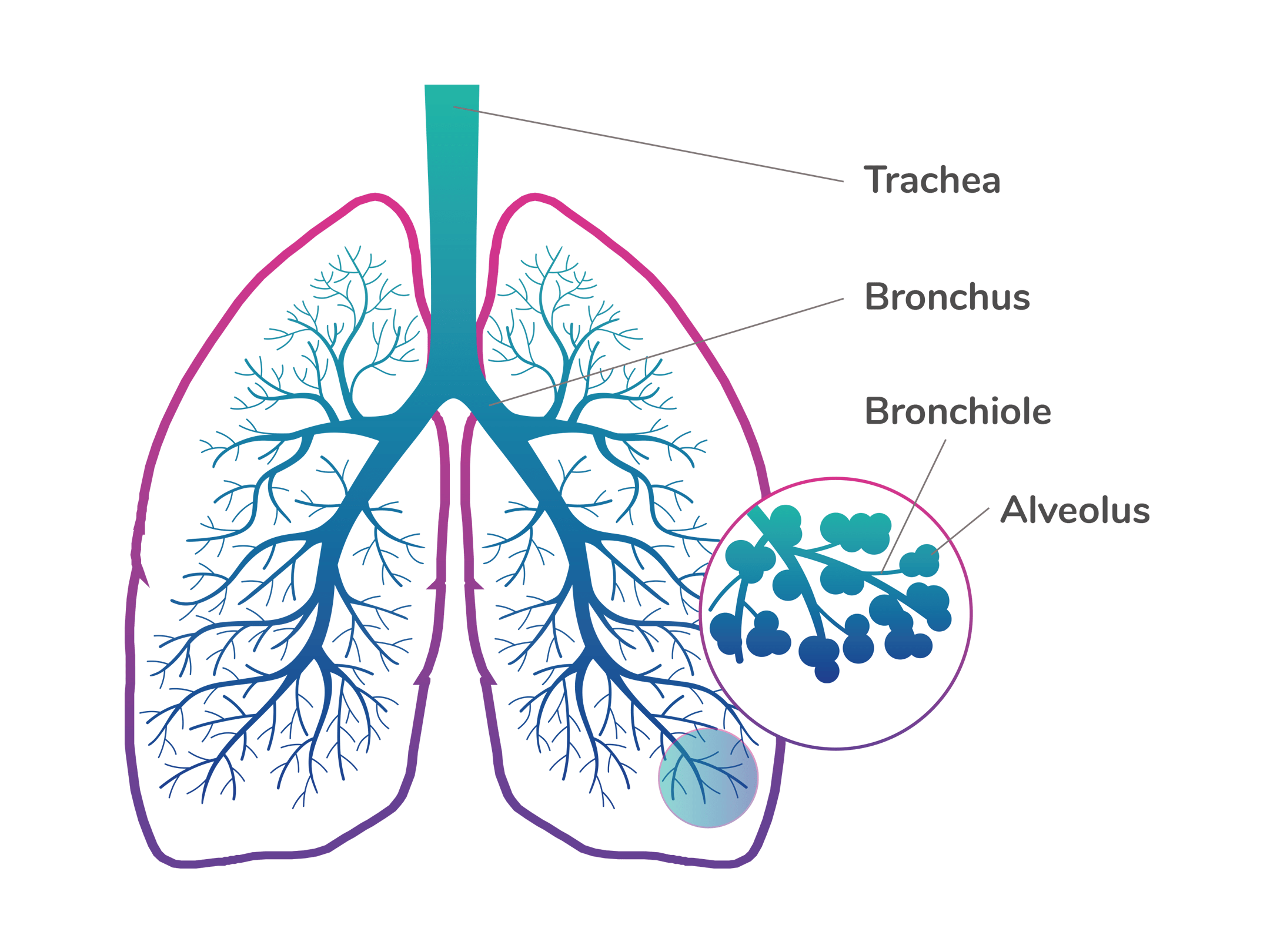 Structure of Lungs